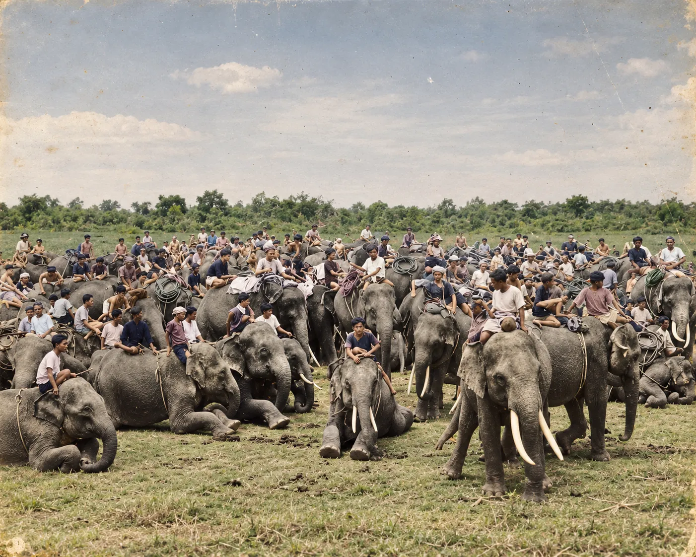 ภาพถ่ายเก่า ช้างและควาญจำนวนมากรวมตัวกันกลางทุ่ง งานช้างสุรินทร์ยุคแรก